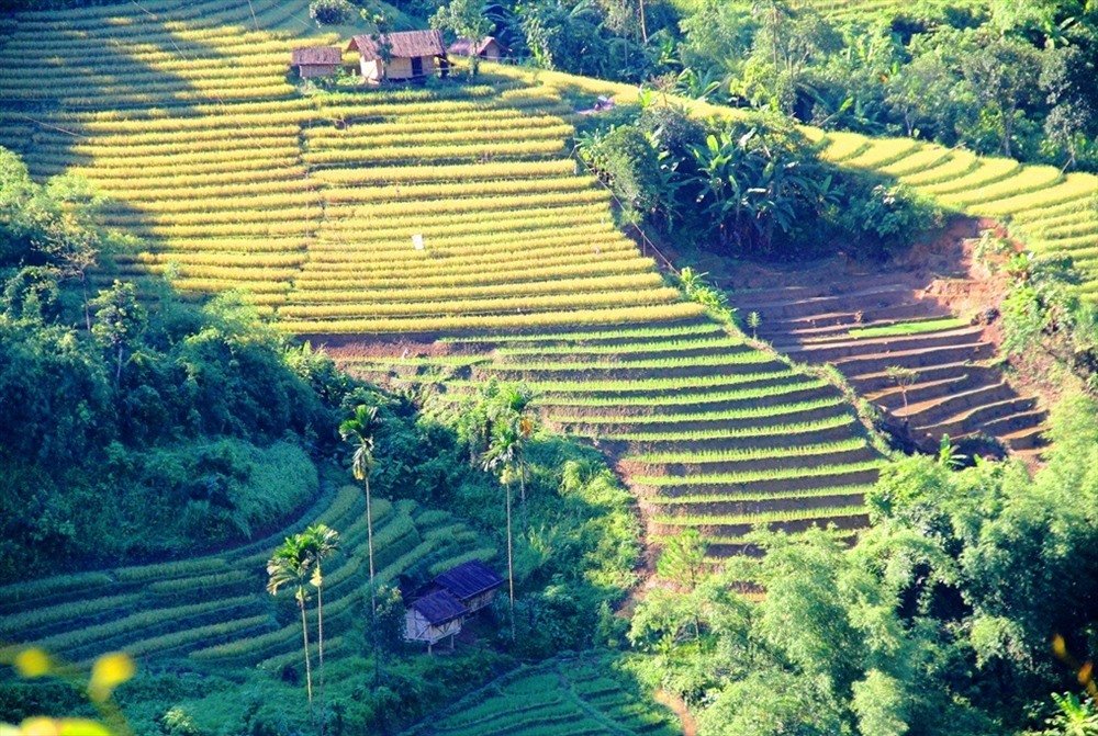 Rice terraces in Long Tuc
